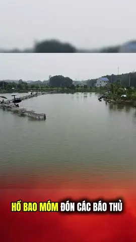 Hồ Bao Móm#lkhoa#haotroc