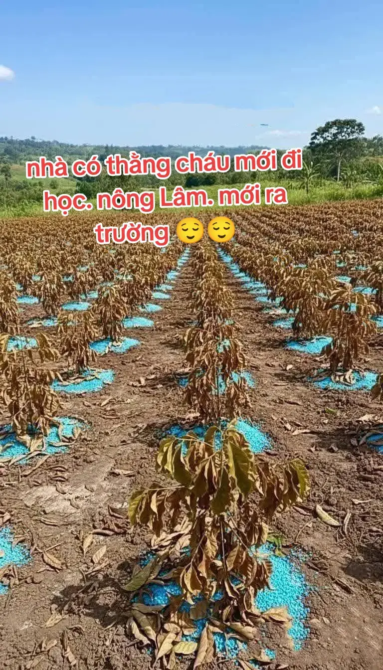 chả biết nó học được những gì 