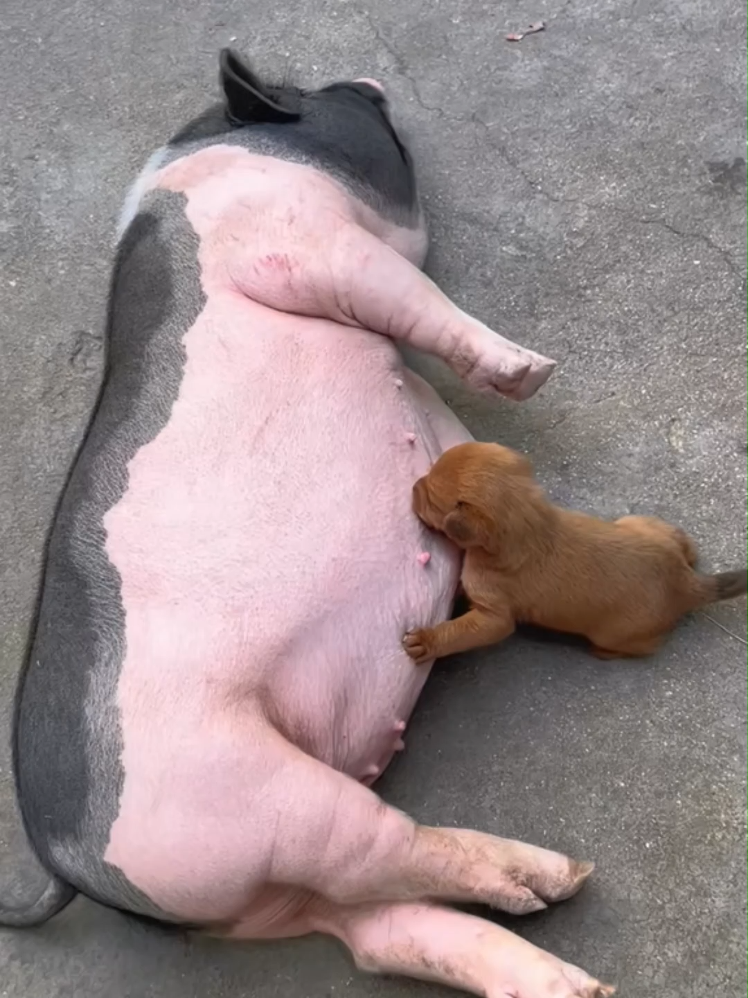 Đại đại đi no bụng là được.kk #thucung #thucungdethuong #dongvat #xuhuong