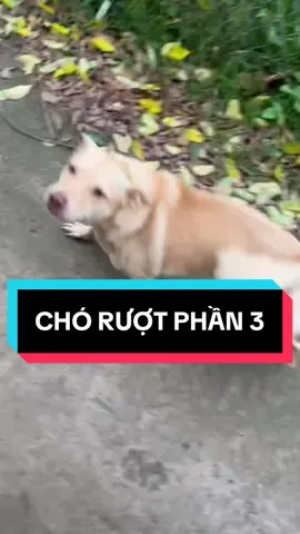 Trả lời @Nguyễn Hoàng  kĩ niệm vui 😆😆❤️❤️ #nhabedo #choruot 