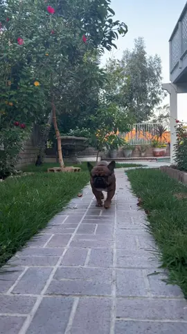 #Recuerdos Aquí no me da pena nada 🤭😃😂🤣#humor #perritosgraciosos #perritoslindosentiktok #parati 