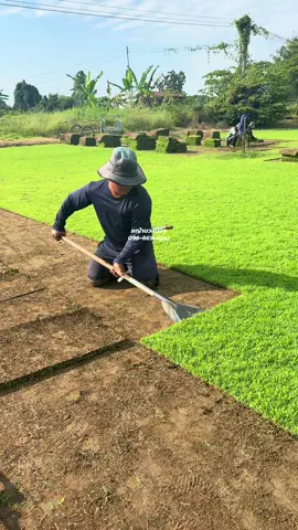 หญ้านวลน้อย 🌱หญ้าสด สดส่งด่วน📦⚡️#หญ้าสด #กดสั่งในตะกร้าได้เลยจ้า❤️🧺 #หญ้าจัดสวน #หญ้าประดับ #ช็อปมันส์วันเงินเดือนออก 