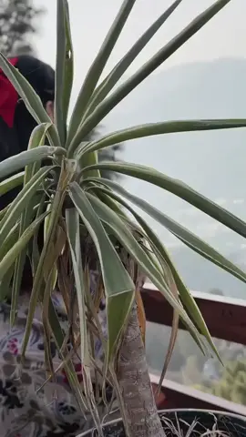 #afghanistanviralvideo #pashto #afghaniastan #fyp #pashtomusic #Traditionl #foryou #viral #پښتون_تاجیک_هزاره_ازبک_زنده_باد🇦🇫