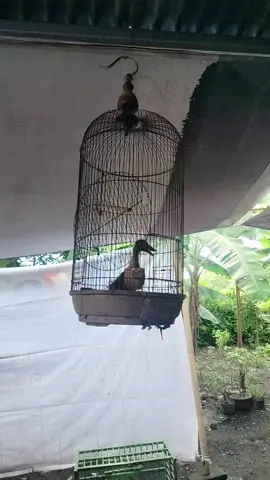 masteran handal😅 #fyp #fyppppppppppppppppppppppp #masteran #masteranburung #kicaumania #kicau #burung #xybca #instastory #story #ottd #bebek 