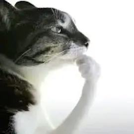 I love you how I love cat memes. #fyp #meme #cat #trend #slideshow 