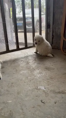 #forypupage #viralshorts #cuteanimals #doggo #@every #cutedogvideo #foryoupage❤️❤️ #dogloversfeed #viralvideos