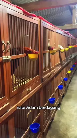 pengembala naga mas #bismilahfyp #fyppppppppppppppppppppppp 