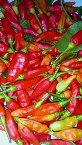 Alhamdulillah 🤲  cukup buat sambal  #hobiberkebun  #petanicabe #fypシ゚ 