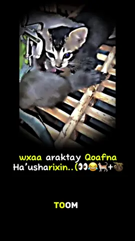 only lagendry..(😂🫡@↳｡˚ 🖇️Ͼ𝗮ｂÐ𝗮ใใà♡┊🧸 