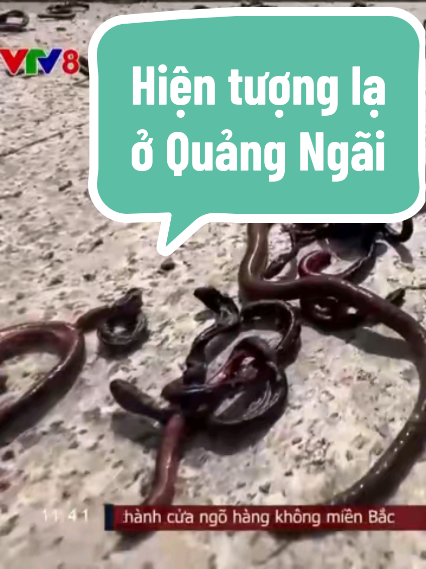 Từ khoảng 5h30 sáng nay, 15-11-2025, hàng chục ngàn con giun đất đã bất ngờ ngoi lên khỏi mặt đất và bò khắp tuyến đường dẫn vào Khu đô thị Phú Mỹ, phường Cẩm Thành của tỉnh Quảng Ngãi khiến người dân địa phương hết sức ngạc nhiên. #VTV8 #quangngai #quangngai76 #quangngaiquetoi #hientuongla