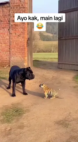 Ahh..cemen 😂 #videolucu #videoviral #duniabinatang #binatanglucu 