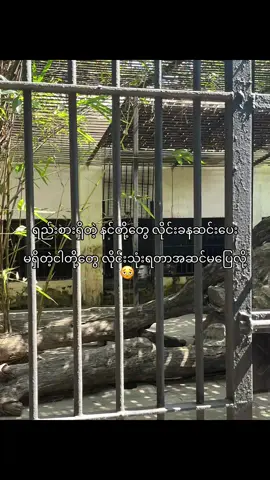 တစ်ကယ် “အဆင်ပြေမနေဘူး🤌🏻#livephoto #fyppppppppppppppppppppppp 