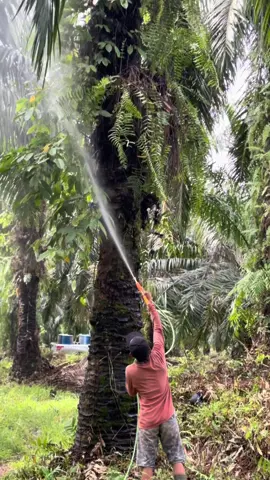 #sawitontiktok #sawitbalap #sawitbapak #fyp 