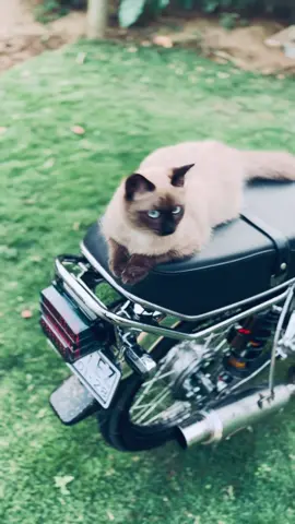 😍😍#gl100 #cepekgank🤙🏻 #fypage 