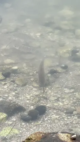 Belajar mancing di telaga ngebel #fyp #memancing #fypシ #foryoupage #foryoupage 