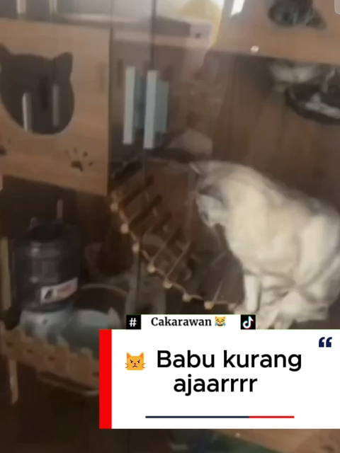 Babu gblk 😾😾 #kucinglucu #animalmemes #hewanlucu #FunnyCats #MeowTime