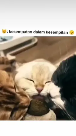 wkwkwk#kucing #cat #tiktok 