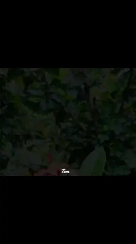 🥺💔#tiktok#viral #trending #