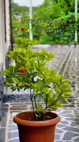 يا من رويـت الأرض مطرآ إروي قلوبنا فرحآ. 🌿#عباراتكم_الفخمه🦋🖤🖇 #explore #viral #fyp #تيم_عبارات_عنون🙃🍁 