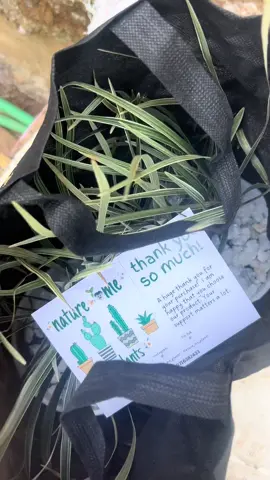 Call the nonon bio#plants #plantsoftiktok #artificialplantskenya 