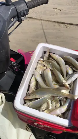 Em báo cá các bác xem cho vui 