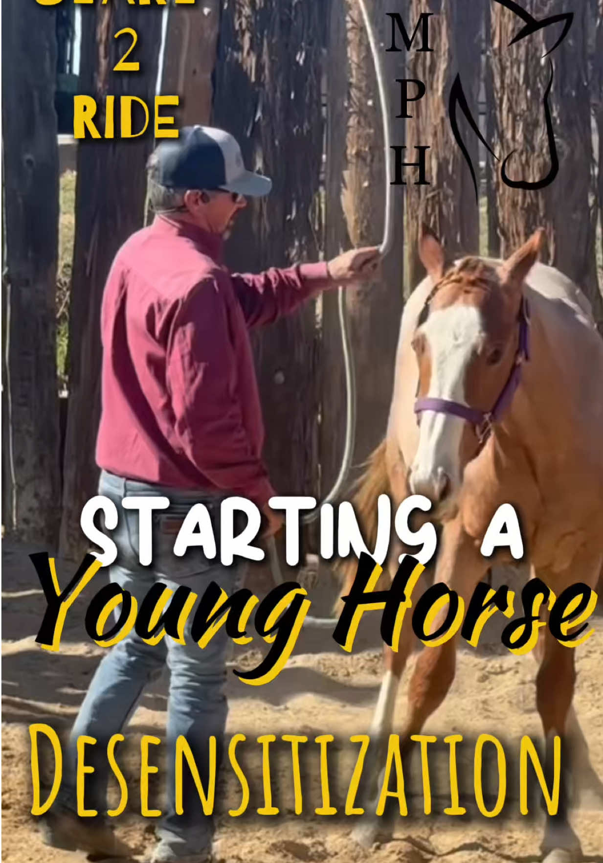 Starting a Young Horse  #desensitization #training #horse #coltstarting #fyp 
