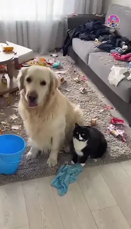 🐶🐱 Абсурдный Котопёс — Эпизод №13 (Уборка 2) 🤖 Авторский абсурд и юмор от Бредократии #Бредократия #АбсурдныйКотопёс #юмор #ИИ #животные