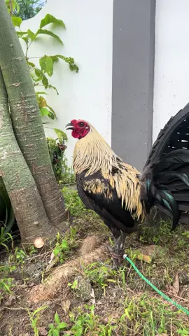 Ganda manok. #sabungero #pogi #fyp #chicken #foryoupage #breeding 