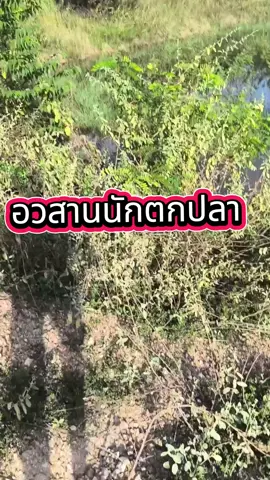 เกือบหลับ แต่กลับมาได้ #ตกปลาช่อนข้างทาง #เหยื่อปลอม #ตกปลา #ตกปลาธรรมชาติ #กบยาง 