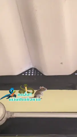 แผ่นปิดกันนก แผ่นปิดเชิงชาย #แผ่นปิดกันนก #แผ่นปิดเชิงชาย #แผงกั้น #แผ่นปิดเชิงชายกันนก #ของใช้ในบ้าน 