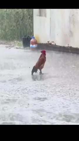 #اجواء_الشتاء #المطر #غيوم 