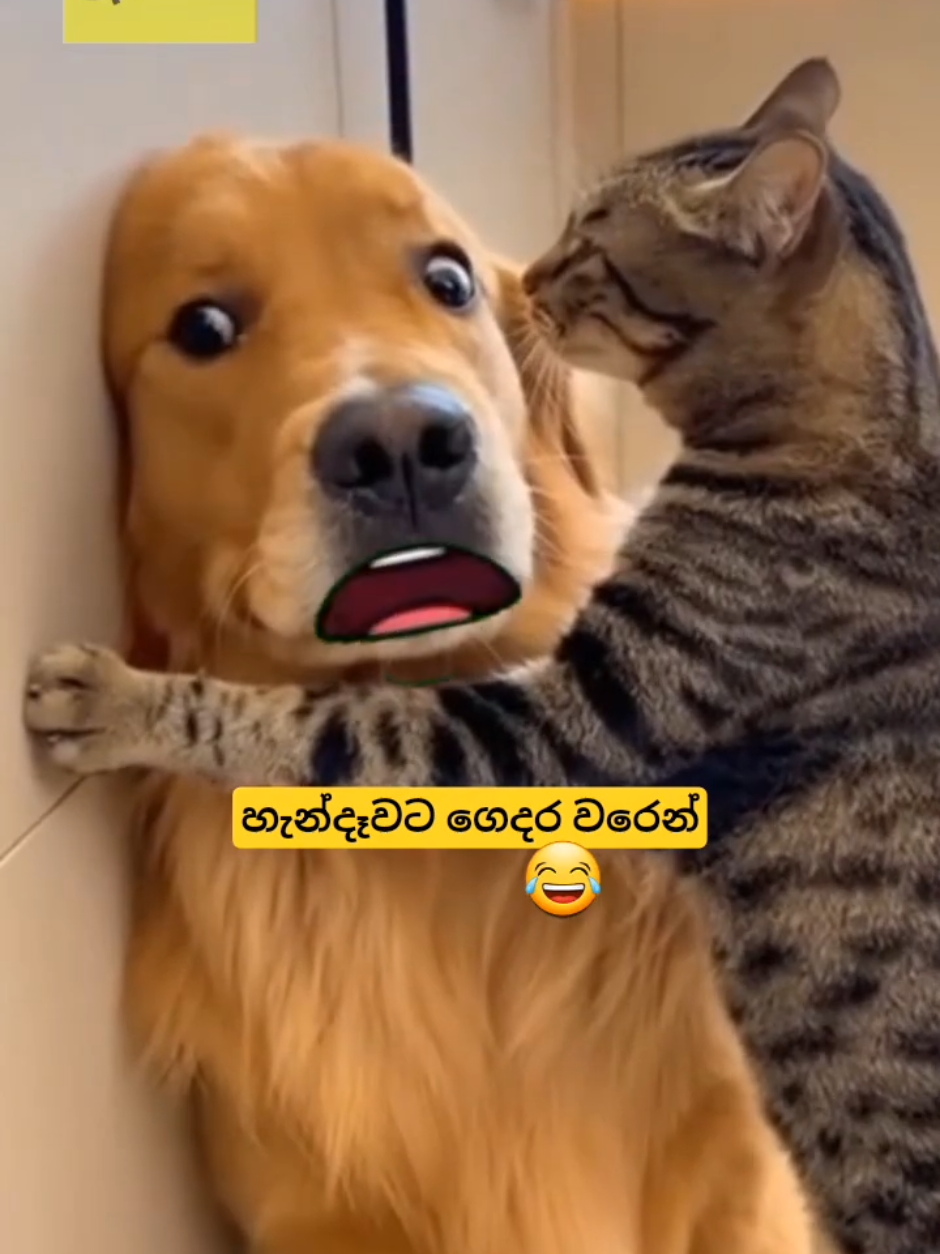 Katha karana saththu | Part 09 | #sinhalacomdy #funny #ekaekaathal #sinhalajoke #highlight @All @everyone @𝐌r H𝐚r𝐬h𝐚 𖥂🎮 📸 