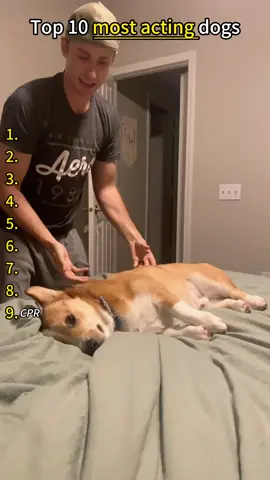 Is this the best actress awards ceremony 🤣 every dog is such a good actor! #funnydog #dog #dogsoftiktok #funnyvideos #doglover 