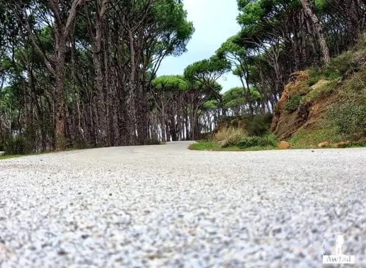 #لبنان #الجنوب #النبطية #بيروت 