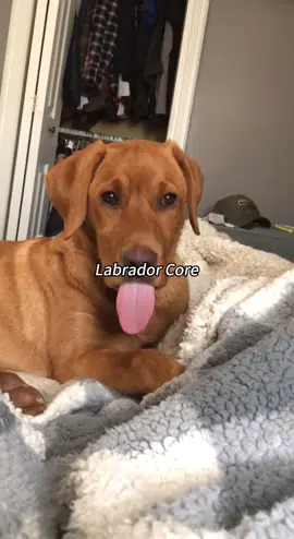 Labrador core #funnydog #dog #dogsoftiktok #labrador #usa