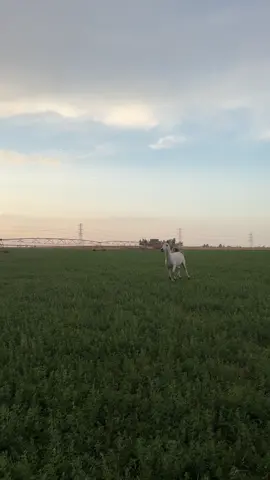 مثلك يعرف الحب راعيه مفضوح #fyp #explor #طبرجل #خيل_وخياله🐎 #foryou 