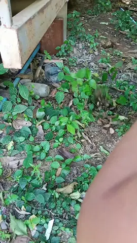 #คราดมือเสือ#อันอันรีวิวของกินของใช้ #เหล็กเชื่อมติดมาอย่างดีแน่นหนาแข็งแรง#กำจัดวัชพืชได้ยอดเยี่ยมประหยัดแรง#tik tok shop