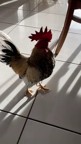 #chimarraododia #horadomate #chimarrao #mascote 