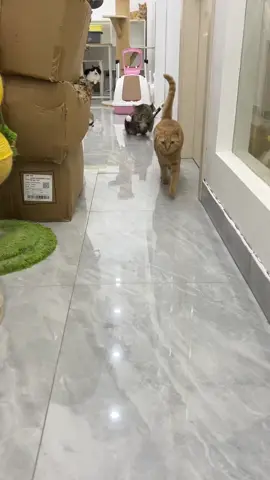 Coi cái nết nó đi #meo #cat #fypシ゚ 