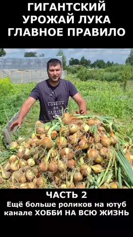 Что нужно сделать, чтобы выросло МНОГО лука!