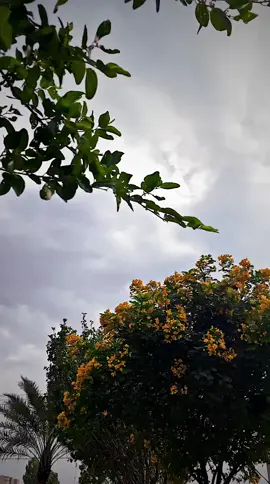 صوت المطر عود بذكراك. 🖤. (!                 #فليح🍿 #npr1🌚 