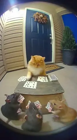 This is on you. I’m innocent. #fyp  #catsoftiktok  #viral  #wt  #ai 