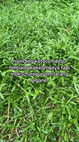 #peternakmuda #sukses #sobatngaret #blitar24jam 