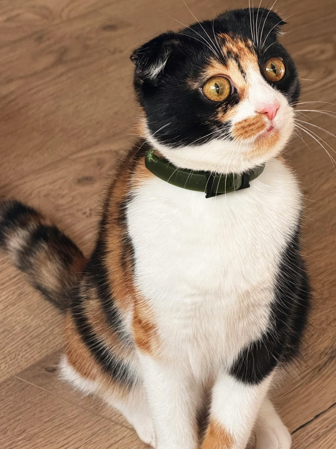 อยากให้แมวถ่ายรูปเหมือนดารา? ✨  ลองฟีเจอร์ใหม่ AI Photo Studio ใน Lemon8  มีสไตล์ให้เลือกกว่า 80 แบบเลย! 📸