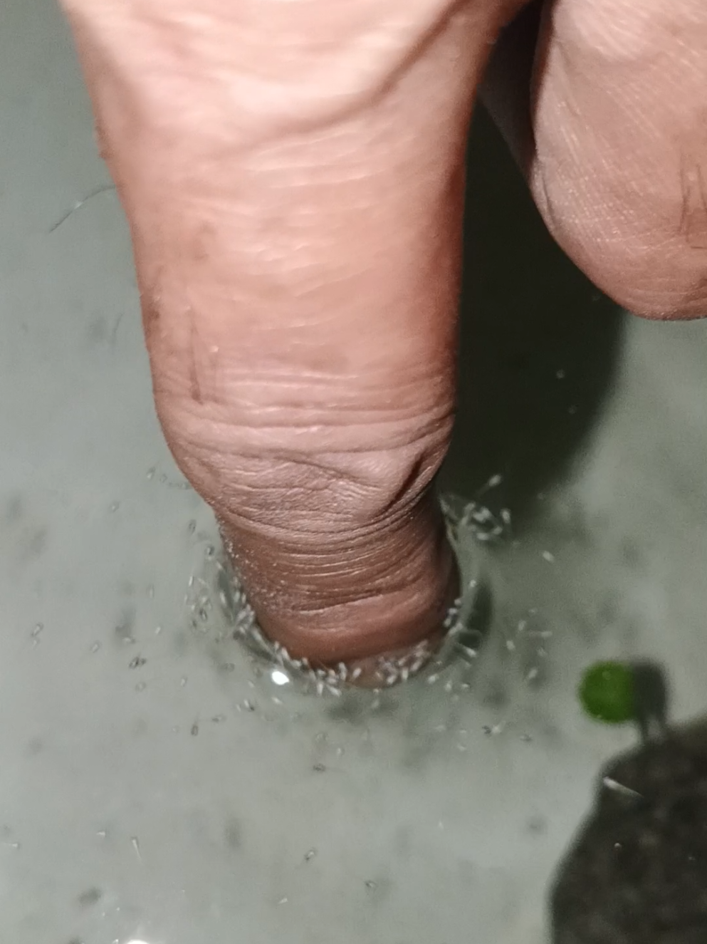 Fry Hand Bonding Yumima Betta fish Food. #TridentNoTheTown25 #BETTAWINS #creatorsearchinsights #yumimabettafishfood #Fishkeeping 