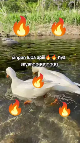 🔥🔥🔥jangan lupa apiii sayanggggggg🔥🔥🔥#greencreator #dulich #vinpearlsafariphuquoc #chuoi #vinwonders 