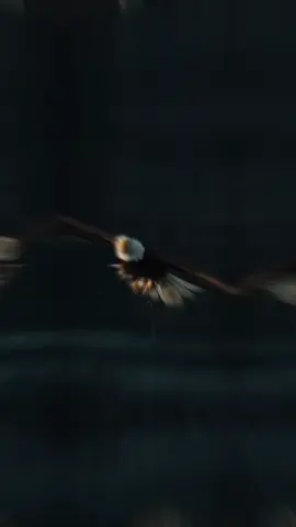 #CapCut 🎶😎🦅🎶 #كسبلور #قالب_جاهز_فخم_ #قونيا________________قونيا😌💙 #تصميم_فيديوهات🎶🎤🎬 