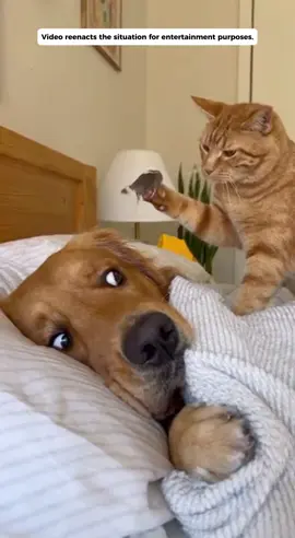 The cat sets up the perfect prank - poor dog got terrified #dog #cat #catanddog #funnypets #funnyvideo 