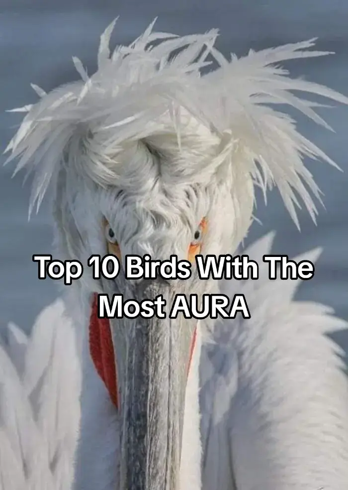 Bald eagle just a pure aura #fyp #bird #baldeagle #shoebill #razorbill 