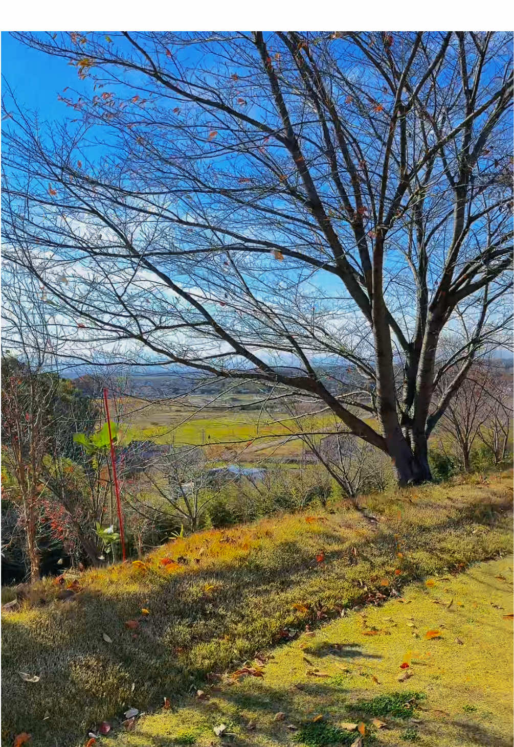 見て見て…🍂 #japanvibes #8letters #japan #animevoice #fyp 